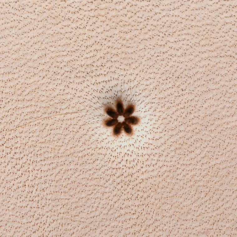 Special, Flower, Leather Stamping Tool 3 Special, Flower, Leather Stamping Tool